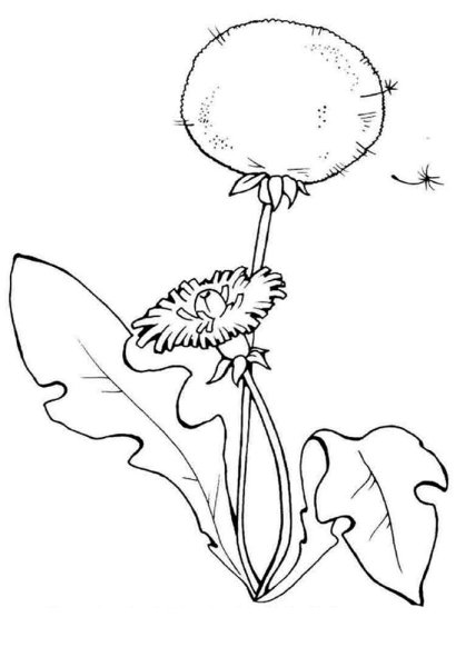 Одуванчик раскраска для детей