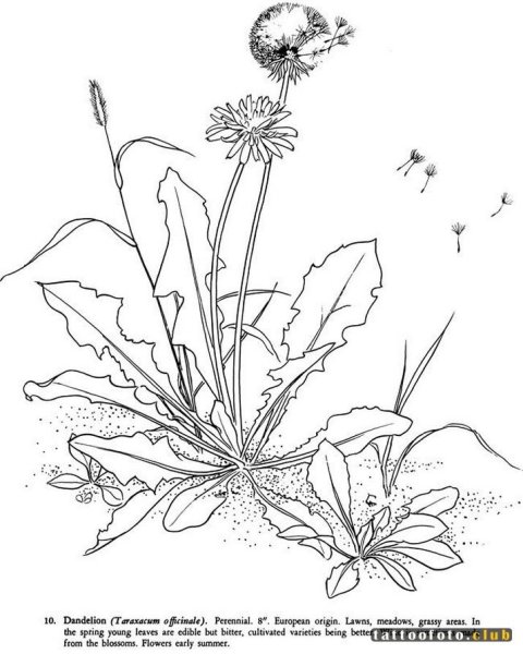 Одуванчик раскраска для детей