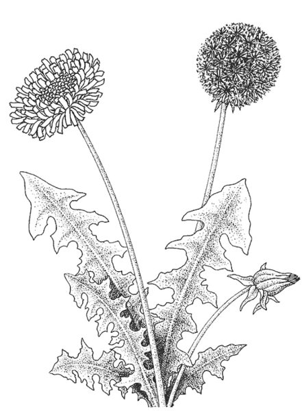 Одуванчик раскраска