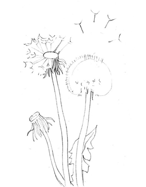 Одуванчик раскраска для детей