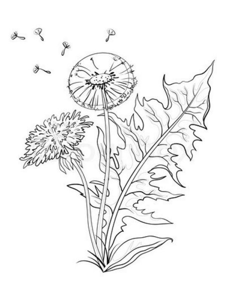 Выразительный силуэт одуванчика