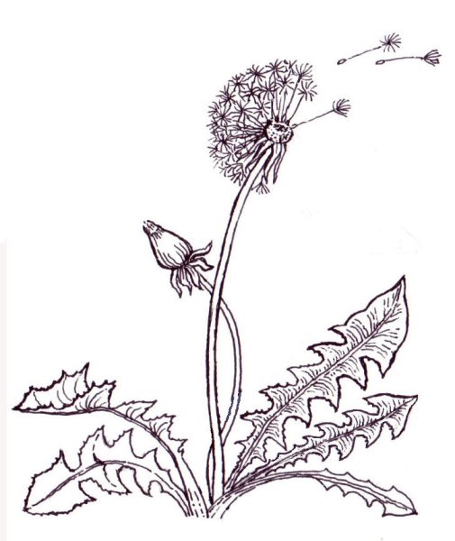 Одуванчик векторный