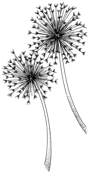 Трафарет одуванчика для рисования