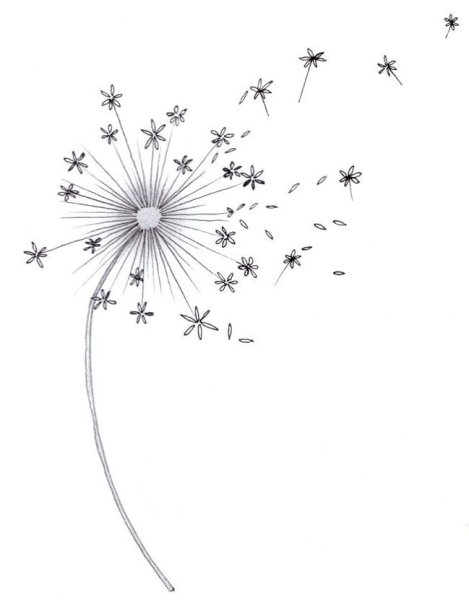 Раскраска Василек цветок