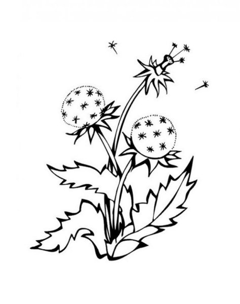 Одуванчик раскраска