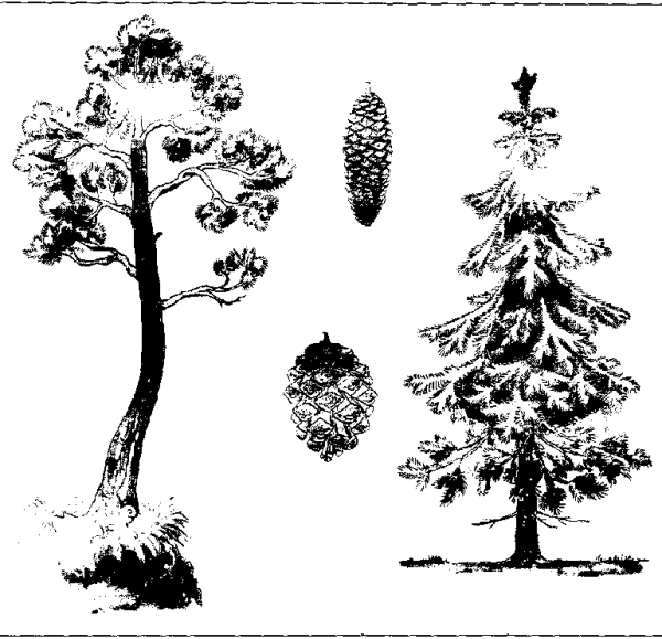 Сибирский кедр дерево