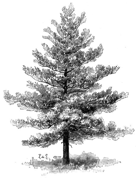 Силуэт сосны