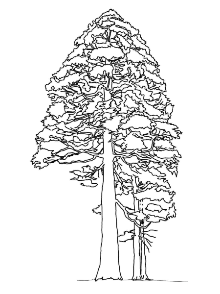 Рисунок с силуэтом сосны растущей на открытом месте