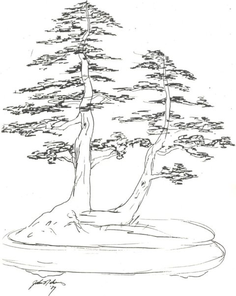 Сосна раскраска для детей