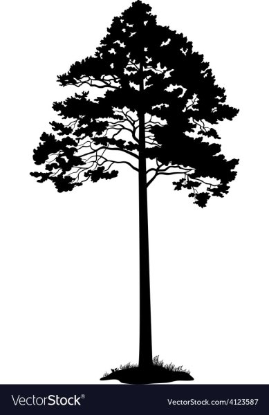 Сосна раскраска для детей