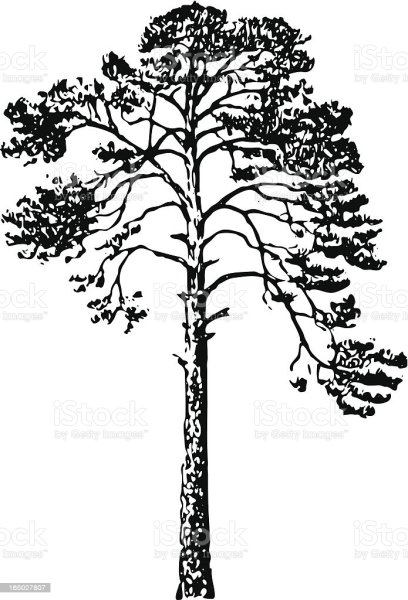 Сибирский кедр дерево