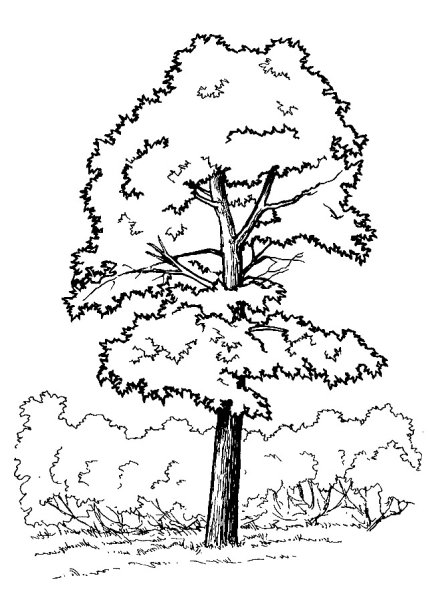 Хвойные деревья раскраска