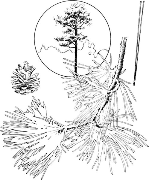 Сосна схематично