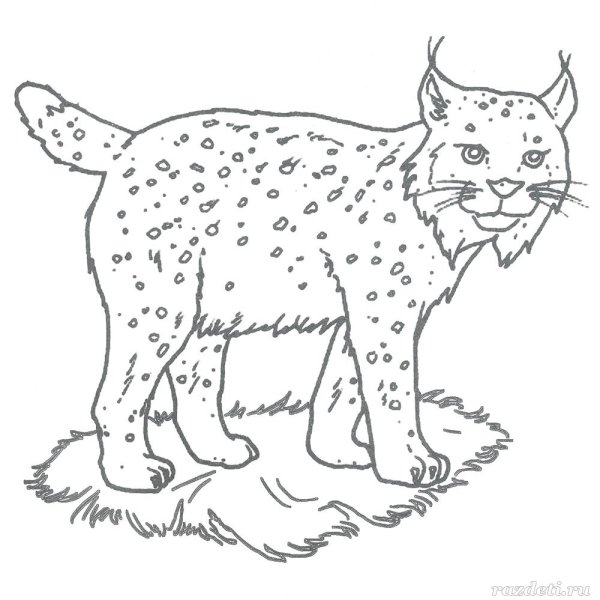Рысь картинка раскраска