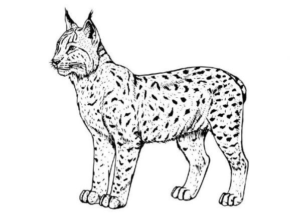 Рысь раскраска