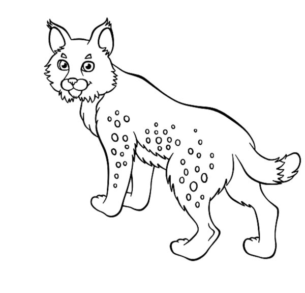 Рысь в черно белом цвете