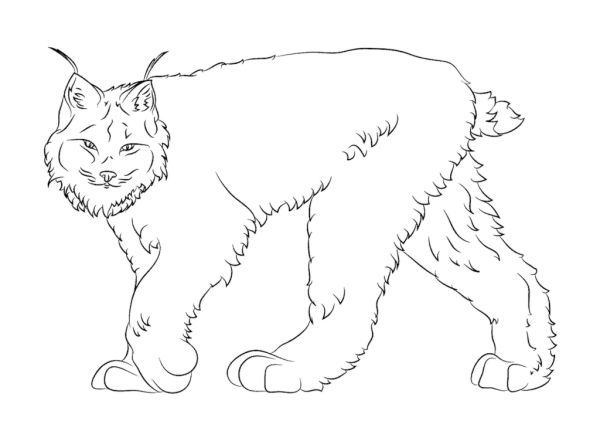 Рысь раскраска