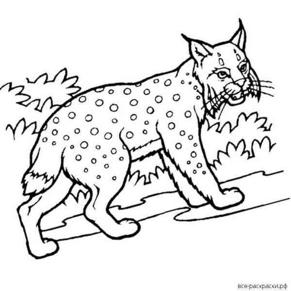 Контур рыси для раскрашивания