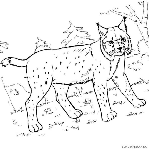 Рысь черно белая