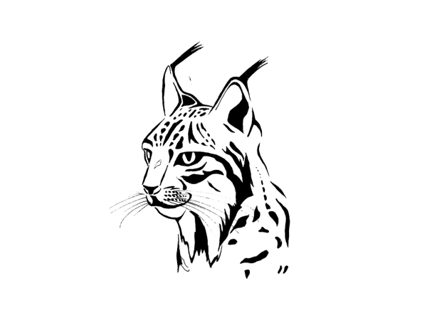 Морда рыси для рисования