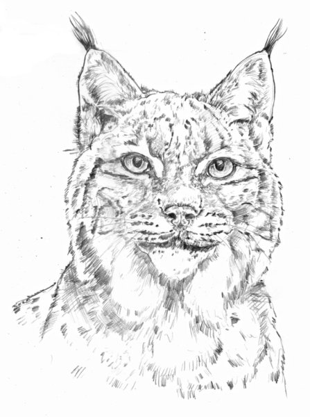 Рысь обыкновенная раскраска