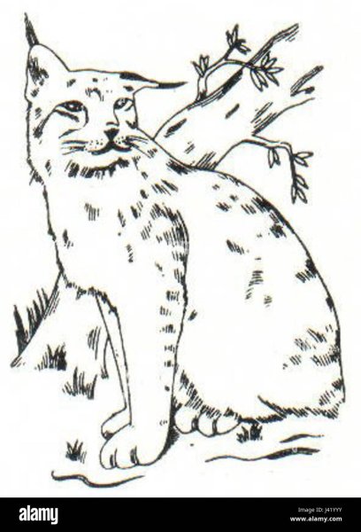 Тату рыси трафареты