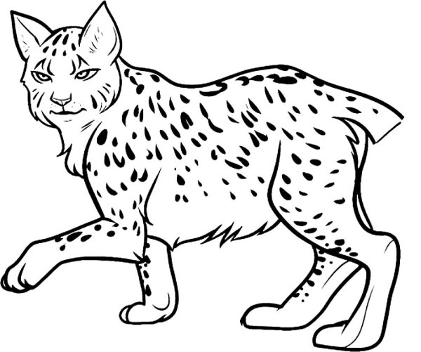 Рысь раскраска