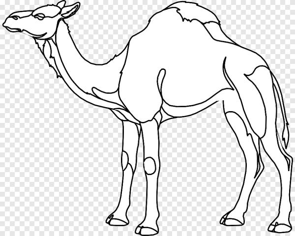 Одногорбый верблюд дромедар