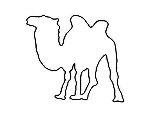 Верблюд раскраска