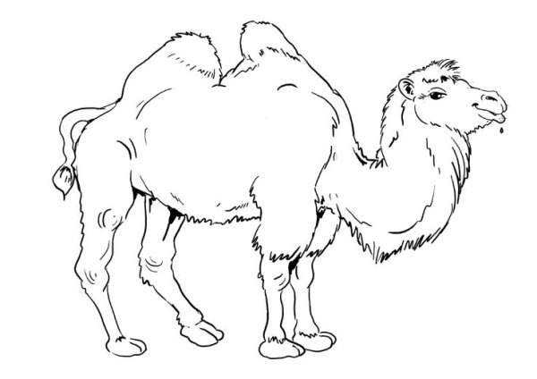 Трафарет верблюда для вырезания