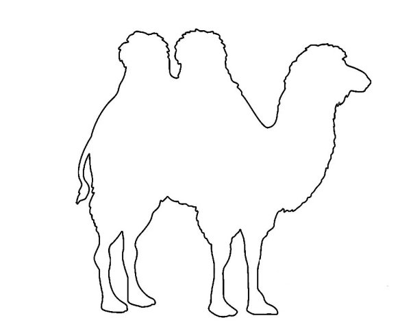 Верблюд раскраска
