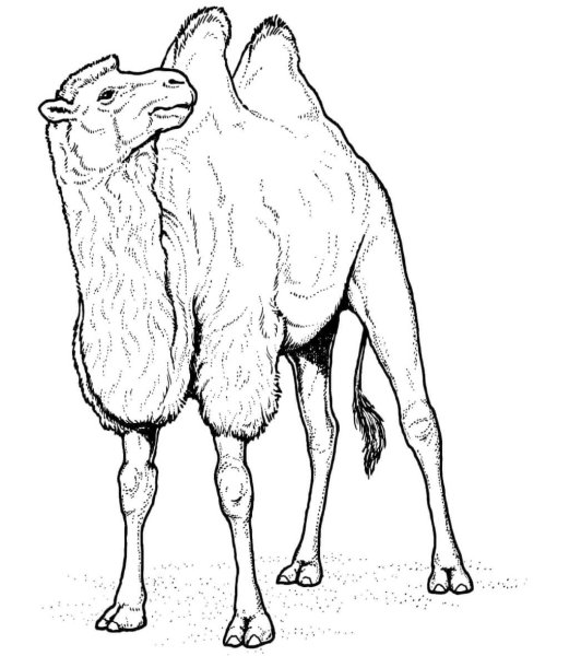 Раскрасить верблюда карандашами