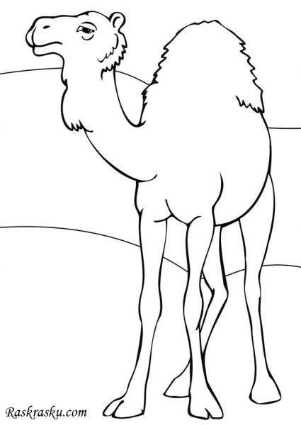 Camels карандашом