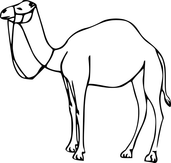 Верблюжонок раскраска для детей