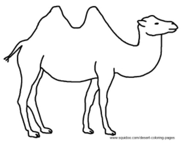 Верблюд контур