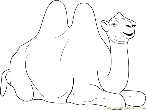 Рисовалка верблюд