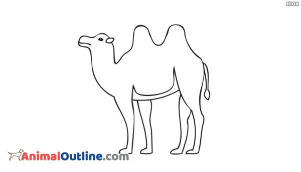 Одногорбый верблюд раскраска