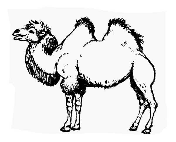 Одногорбый верблюд контур