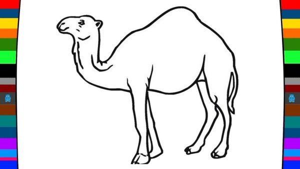 Двугорбый верблюд раскраска