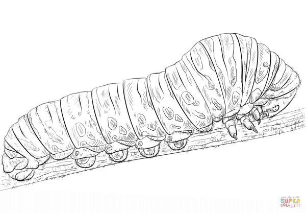Гусеница Землемер раскраска