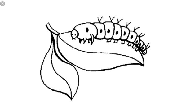 Гусеница раскраска для детей