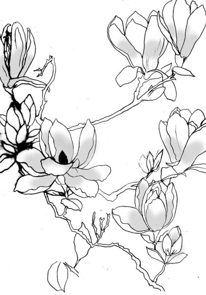 Магнолия Графика