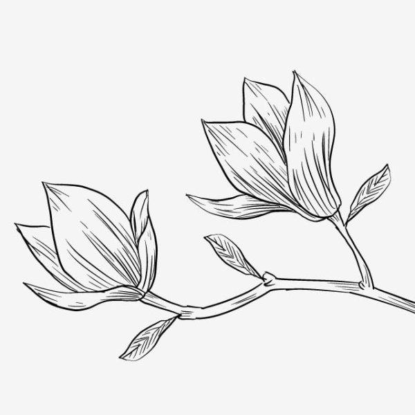 Ветка магнолии вектор