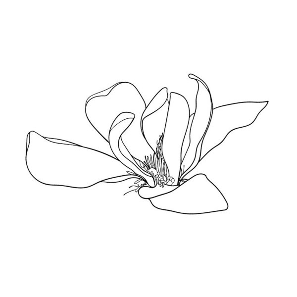 Магнолия контур