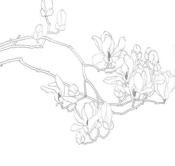 Контуры гунби Магнолия