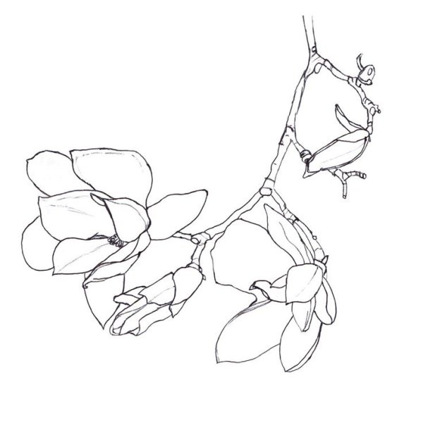 Магнолия Лиана