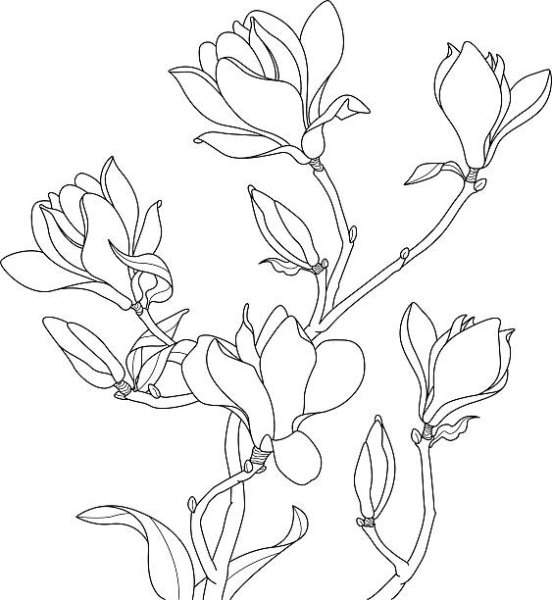 Ветка магнолии