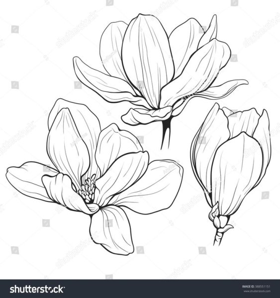 Магнолия чб