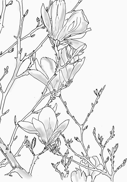 Магнолия карандашом