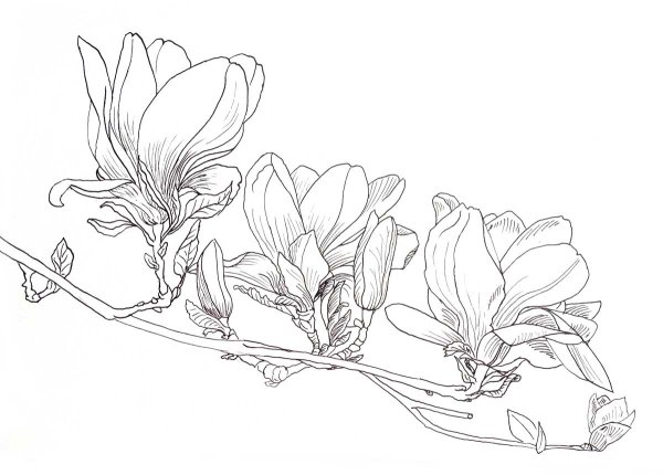 Магнолия контур
